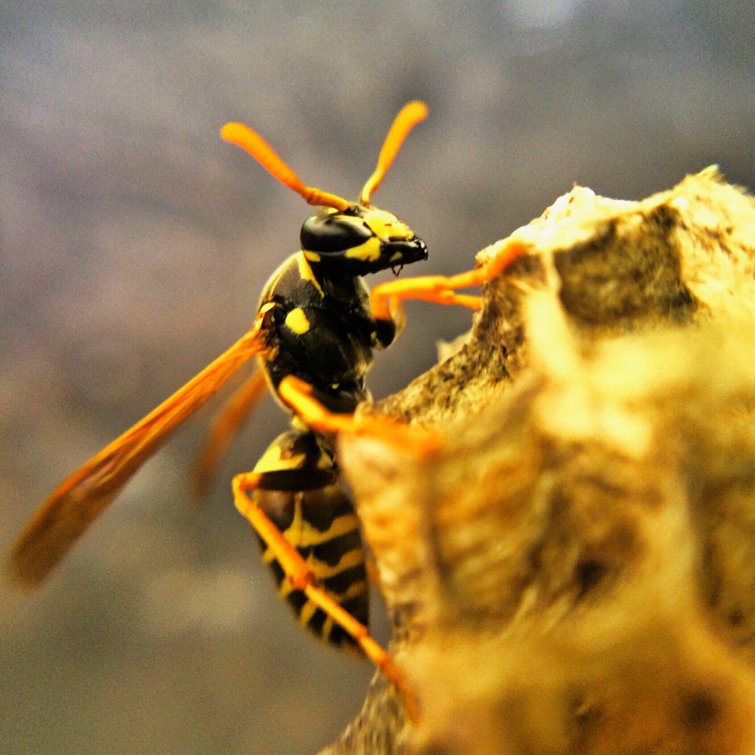 Hornet Making Nest by Rs9191 - Wrapped Canvas Print