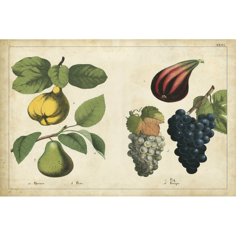 Kitchen Fruits IV - Wrapped Canvas Print, 30cm H x 46cm W