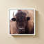 «American Bison IV» par Debra Van Swearingen - Impression sur toile-130836185