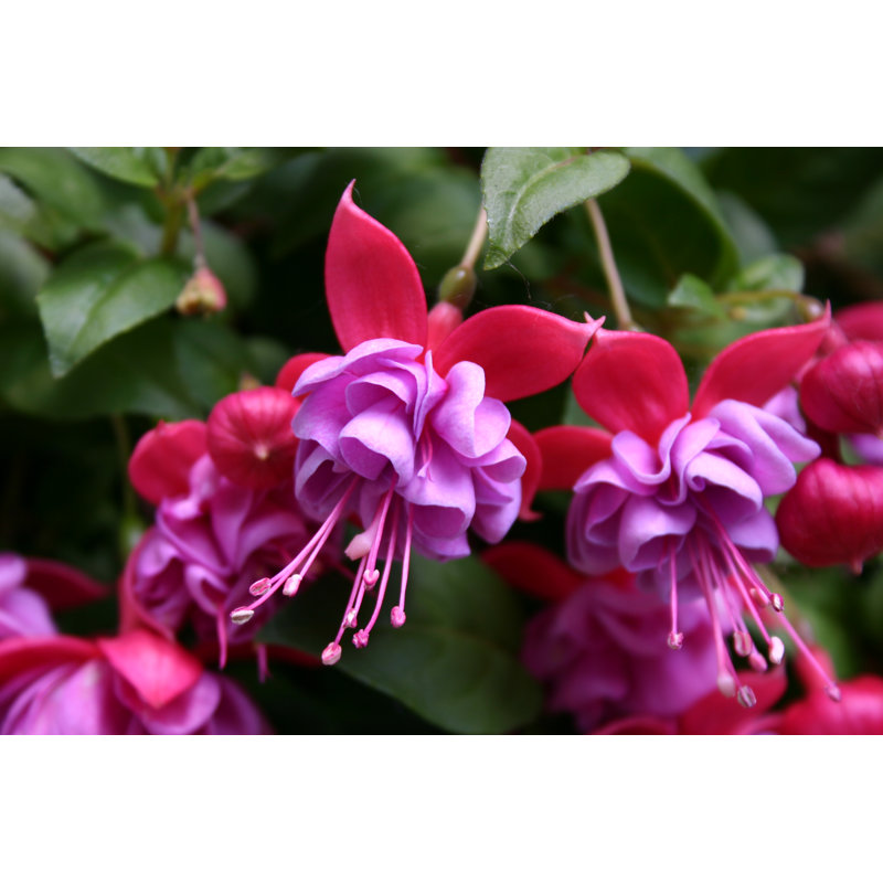 Fuchsia - photographie sur toile tendue, H 8 po x l 12 po x P 1,25 po