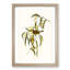 White-Blumed Honeyeater by Elizabeth Gould - Framed Print-55611899-55611901