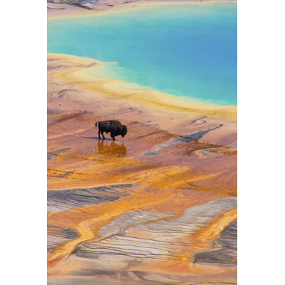 Bison 1 Piece Wrapped Canvas Wall Art