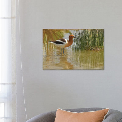 " American Avocet " by Brian Wolf