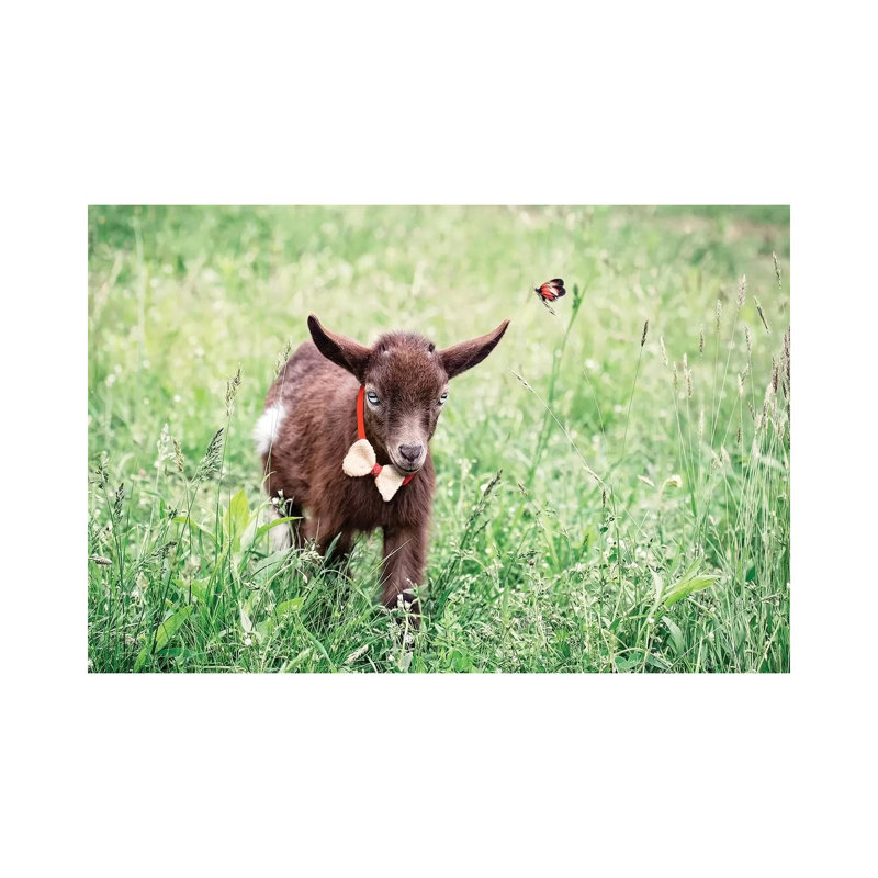 Dwarf Goat Bow Tie by Karen Burke - Print on Canvas, 20.32cm H x 30.48cm W x 1.91cm D, Wrapped Canvas