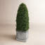BULLET BOXWOOD IN A PLANTER