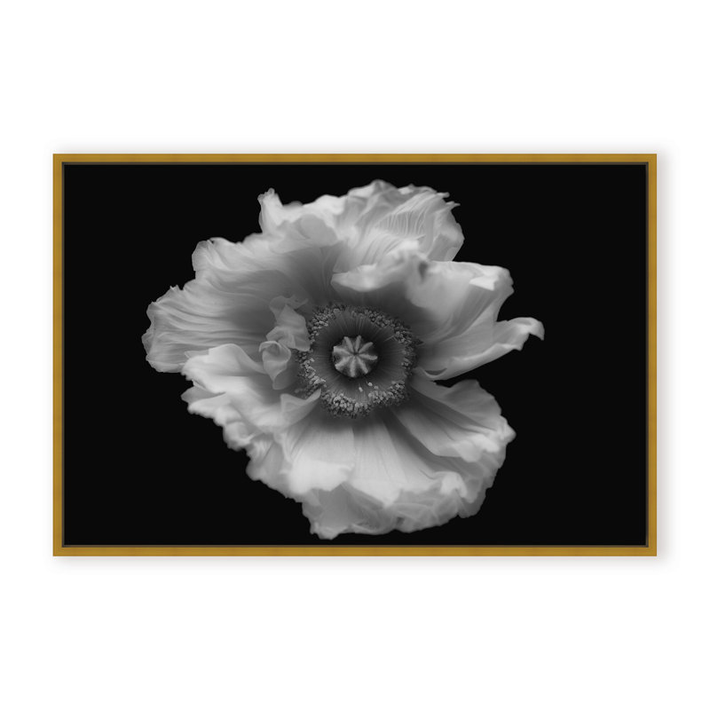Nature Inspired Poppy in Mono by  - Picture Frame Photograph on Paper, 32" H x 48" W x 1.125" D, Framed Matted Print, Black