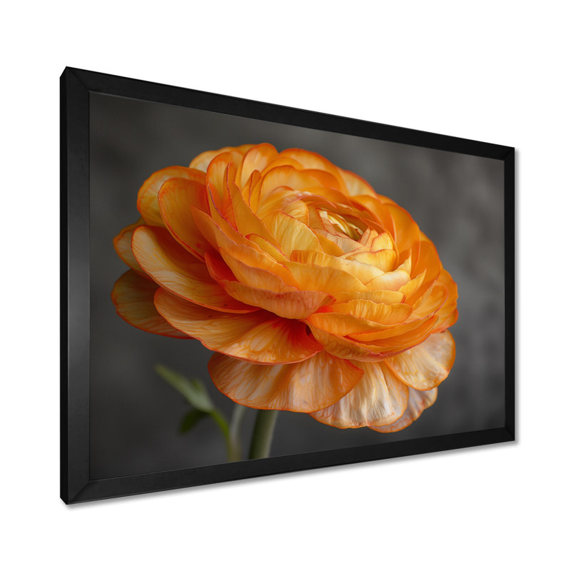 Décoration murale orange et noir Ranunculus Bloom I - Renoncule, H 12 po x l 20 po, Cadre simple noir