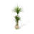 High-End Dragon's Blood Tree Bionic Green Plant