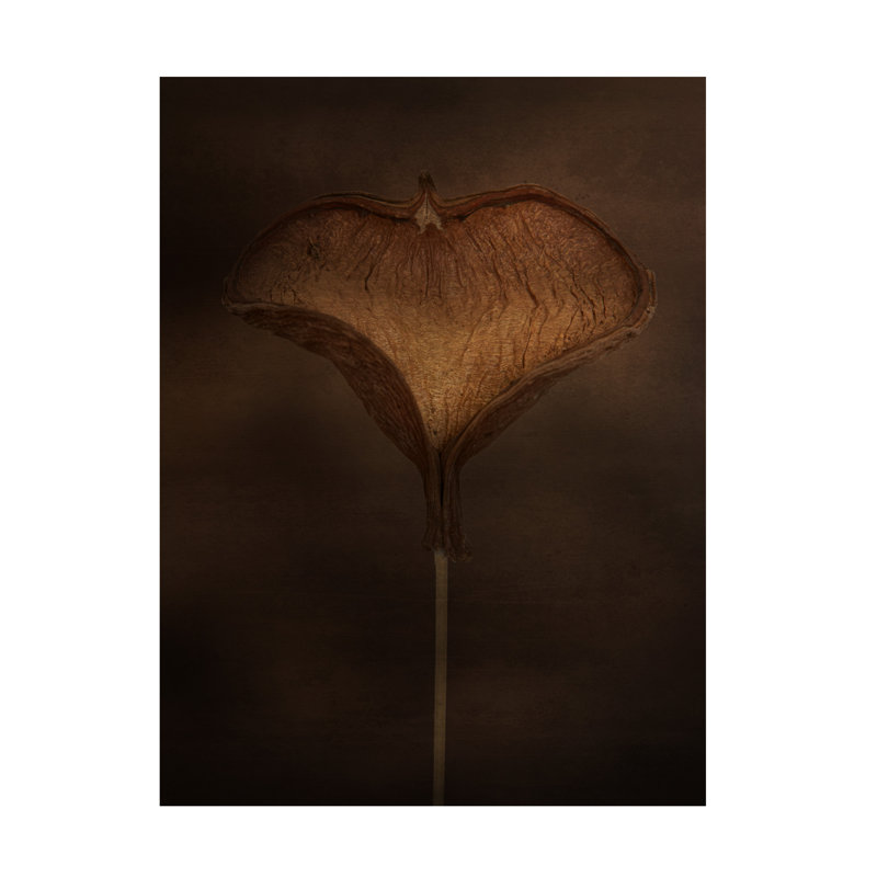 Art sur toile Pod Lori, H 14 po x l 19 po