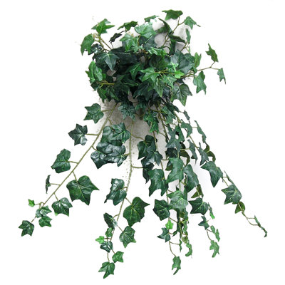 Lierre anglais plante suspendue dans un panier