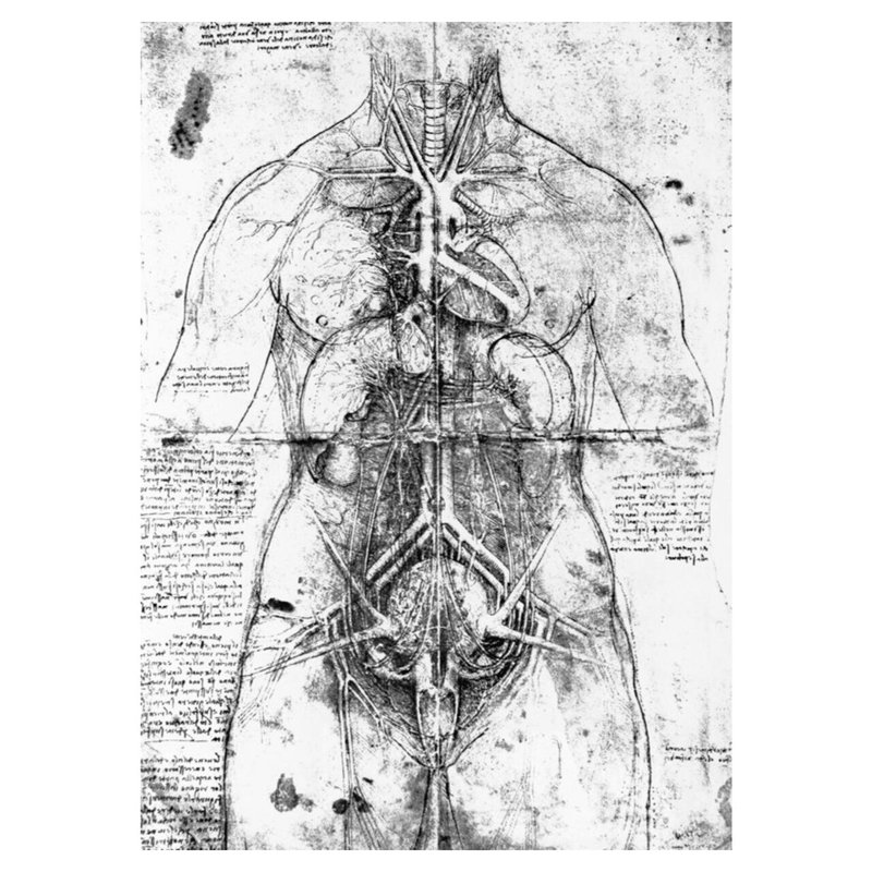 Dessin d'une étude anatomique par Leonardo Da Vinci - Estampe numérique, H 40 po x l 32 po