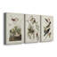 Pl 190 Lincoln Finch - ensemble de 3 impressions sur toile tendue-1010519626