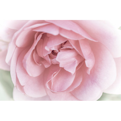 Jolies fleurs roses II