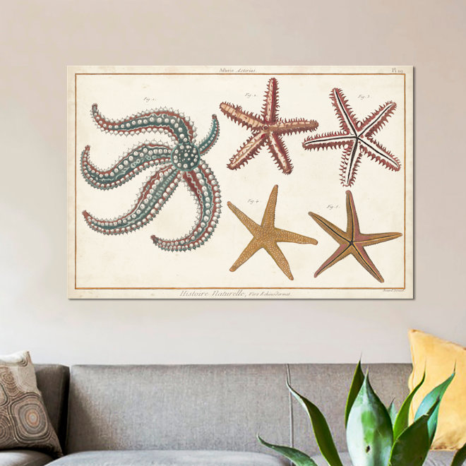 Étoile de mer Naturelle II par Denis Diderot - impression sur toile tendue, H 26 po x l 40 po x P 1,5 po, Toile tendue