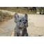 Statue chiot bouledogue français assis