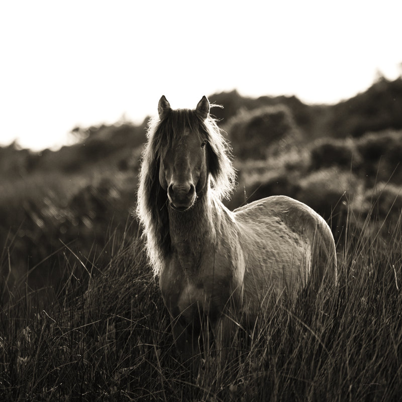 « Evening brille » par Aledanda-photographie sur toile, H 12 po x l 18 po
