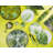Foliage 31cm Porcelain Dinner Plate