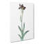 Flag Iris Flower by Pierre-Joseph Redoute - Wrapped Canvas-55363825