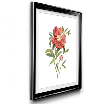 " Scarlet Peony "