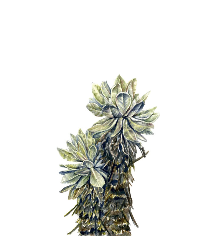 Frailejones, Paramo de Oce