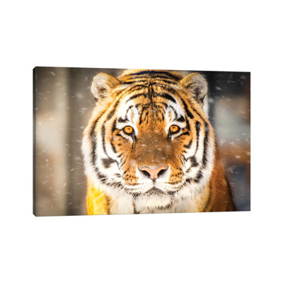 Approaching Tiger in Winter Close up 1 Piece Wrapped Canvas Wall Art