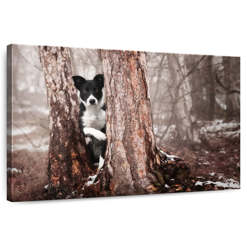 Brampt Playful Border Collie, 32'' H x 48'' W