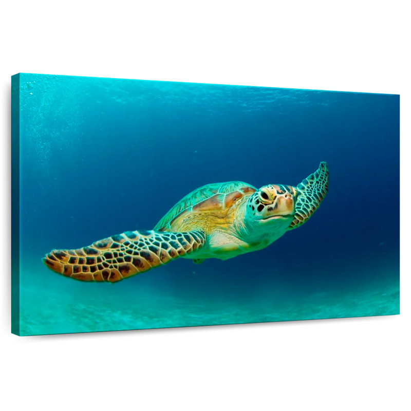 Tortue de mer verte des Philippines, H 8 po x l 12 po