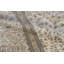 Avalon Wool Oriental Area Rug in Cream