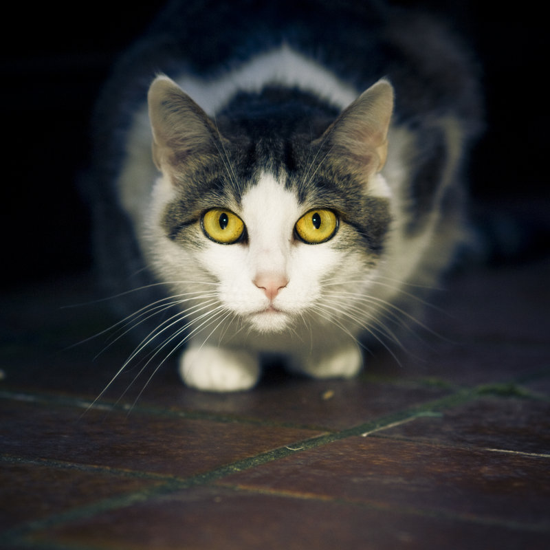 Portrait de chat par Pixalot, H 30 po x l 30 po
