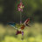 Kashius Plastic Animals Rain Chain