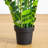 Artificial Zamioculcas Plant-651168902