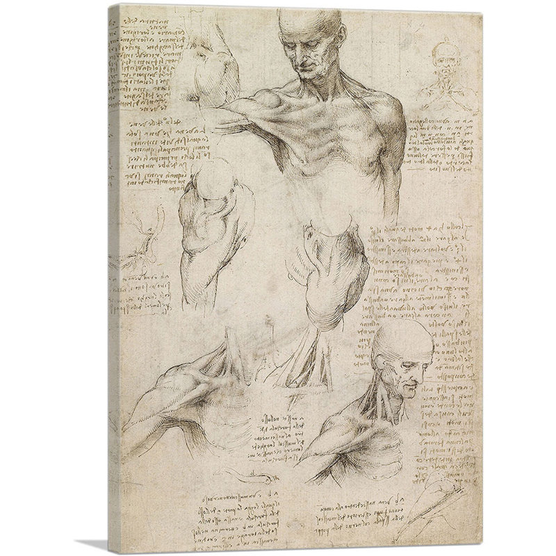 Études du corps humain - Anatomie superficielle de l'épaule et du cou - Impression, H 18 po x l 12 po x P 0,75 po