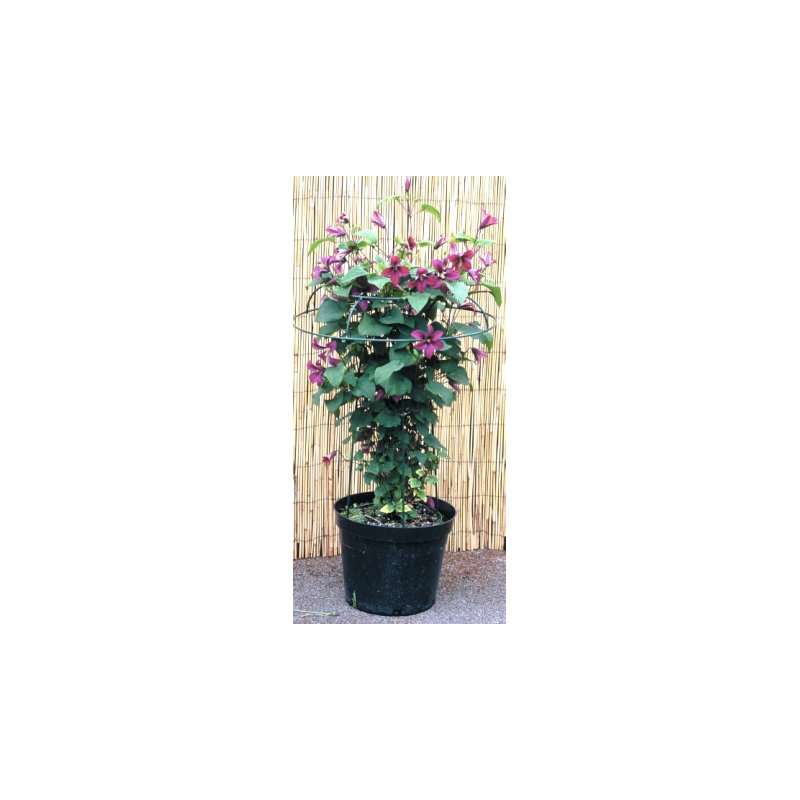 Puma Trellis, 56 cm H x 48 cm W
