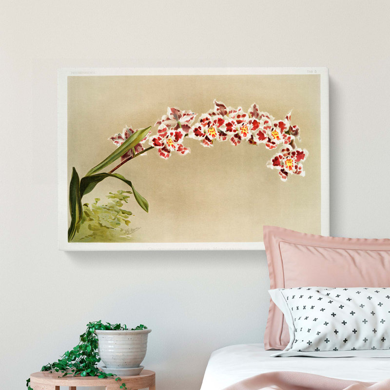 Magnolia Flowers Illustration Tab. 5 by Frederick Sander - Wrapped Canvas Art - Wrapped Canvas, 35cm H x 50cm W x 3cm D