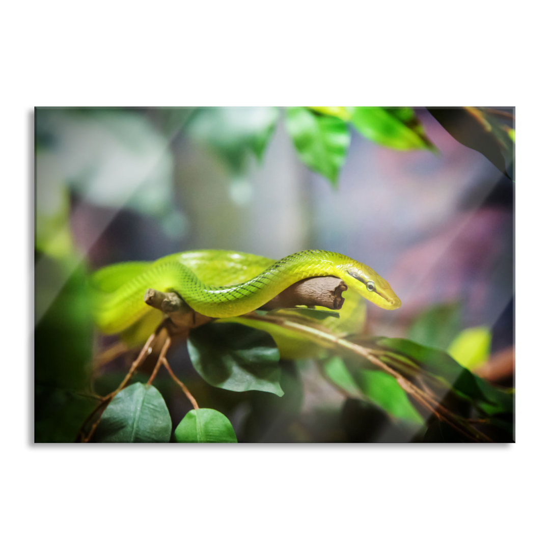 Ungerahmtes Foto auf Glas "Green Snake"