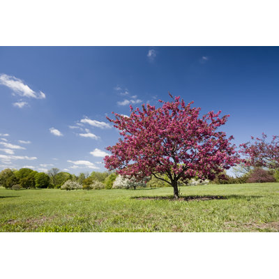 Flowering Pink Tree by Stevegeer