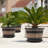 Plant Pots-1453869744-1453869747