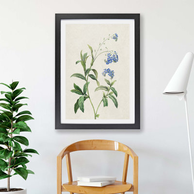 Water Forget-Me-Not Flowers - Framed Print