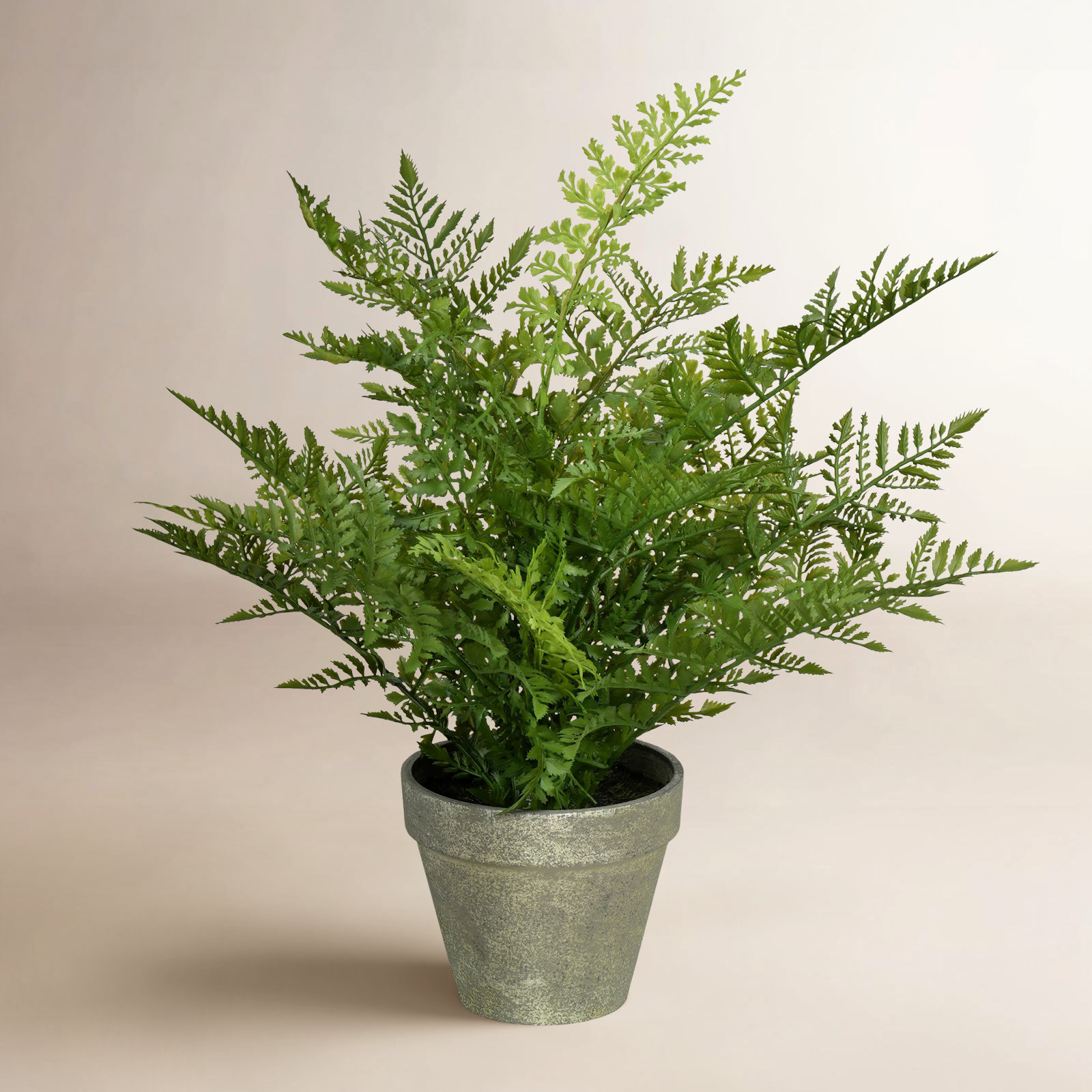 19" Fern Plant in Pot