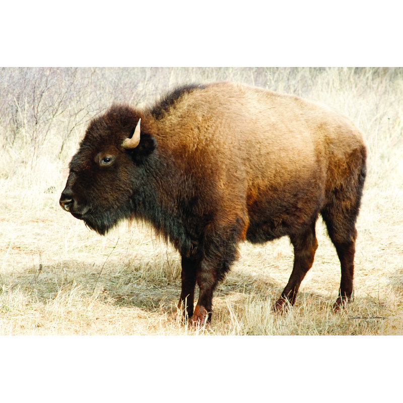 Bison d'Amérique III, H 20 po x l 30 po