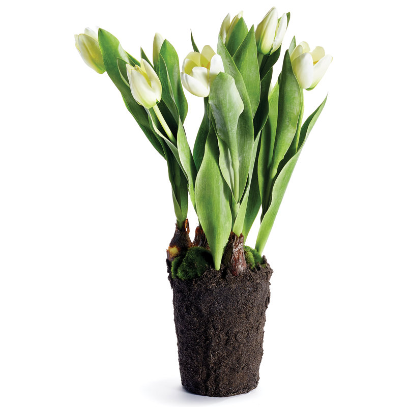 Alina Flowering Plant, White