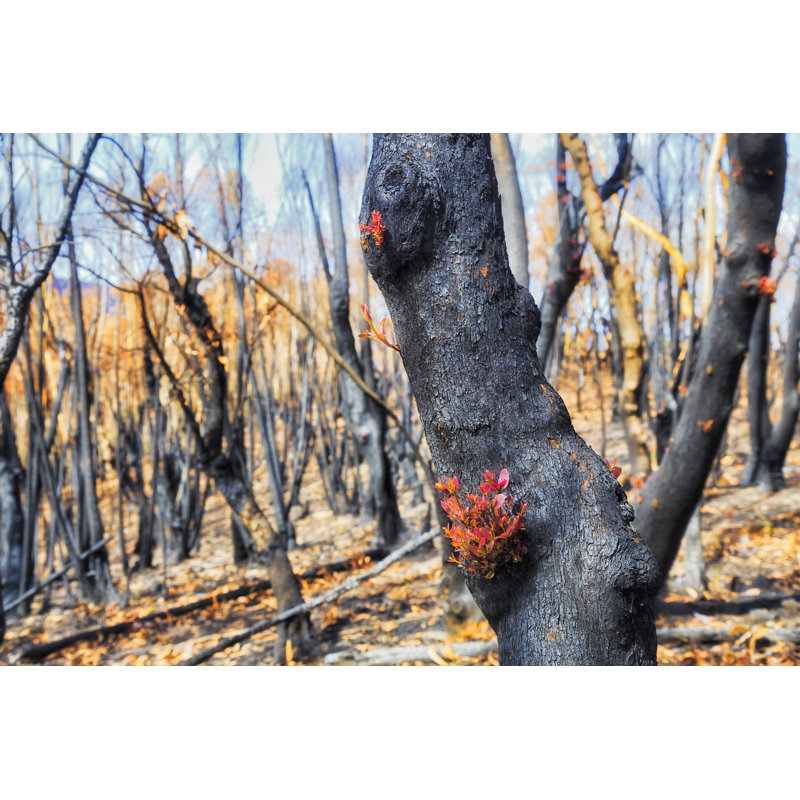 Burnt Trunk Sprouts by Zetter - Wrapped Canvas Print, 61cm H x 91cm W