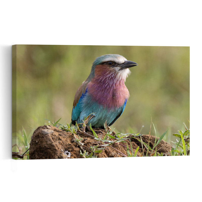 Vibrant Lilac Roller Colorful Peaceful Serene Bird Lilac Nature Tropical Wall Art Print 1 Piece Wrapped Canvas Wall Art