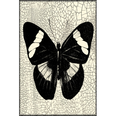 Papillon classique III