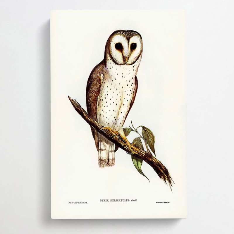 Delicate Owl by Charles D'Orbigny - Wrapped Canvas Painting, 76cm H x 50cm W x 3cm D