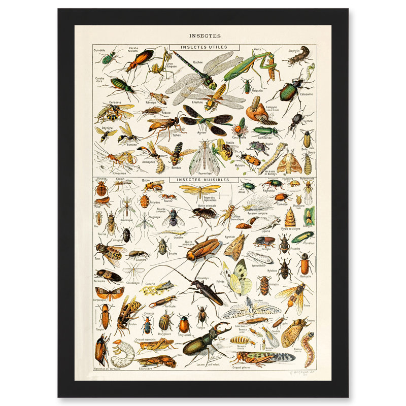 Millot Encyclopedia Vintage Insects Dragonfly Nature - Single Picture Frame Print, 45.46cm H x 33cm W