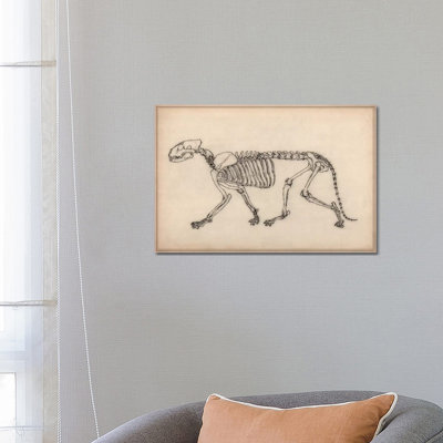 Tiger Skeleton Anatomy Drawing by Unknown Artist - Wrapped Canvas Print