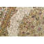 Wool Oriental Area Rug