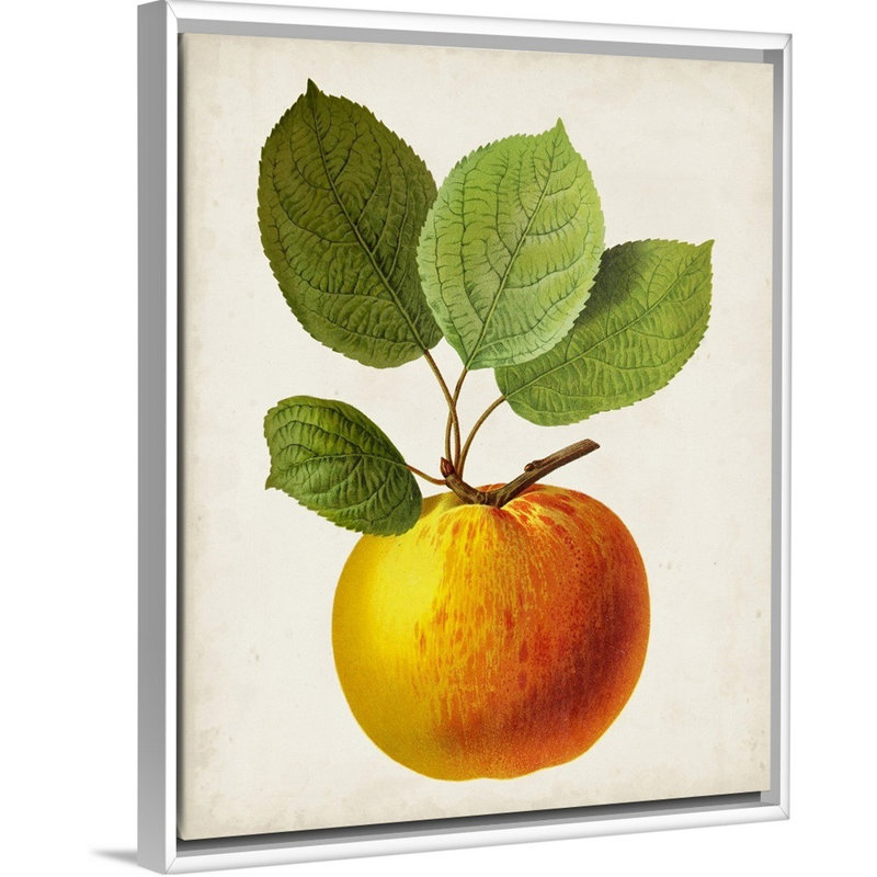 Antique Fruit I - reproduction d'art sur toile, H 31,7 po x l 25,7 po x P 1,75 po, Cadre flottant blanc