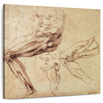 Trois études d'une patte
